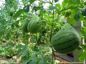 种植西瓜用什么肥料最佳