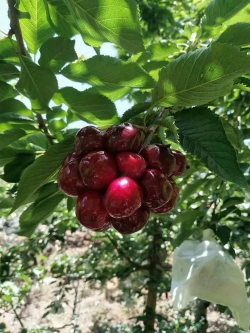 车厘子几月份开花结果