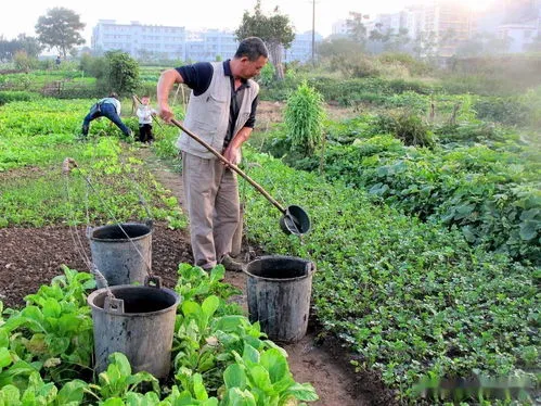 基肥是那种肥料