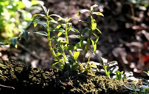 铁皮石斛种植技术