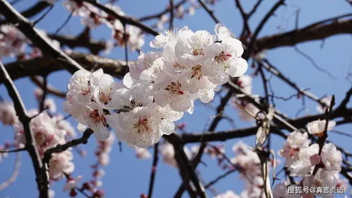 杏花和梨花分别是什么时候开的