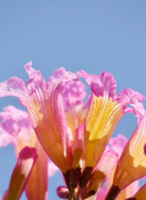 风铃木花语