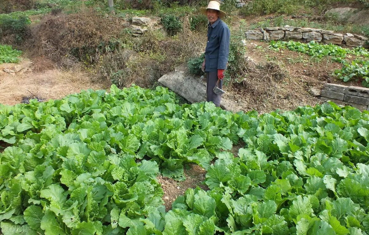 985研究生帮父卖菜遭隔壁商贩掀摊（人性的丑恶暴露的淋漓尽致）