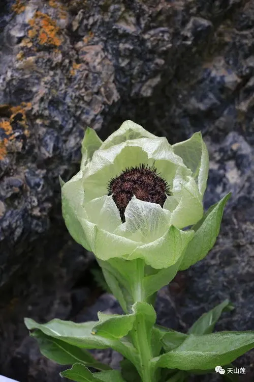 冰山雪莲是什么颜色的花