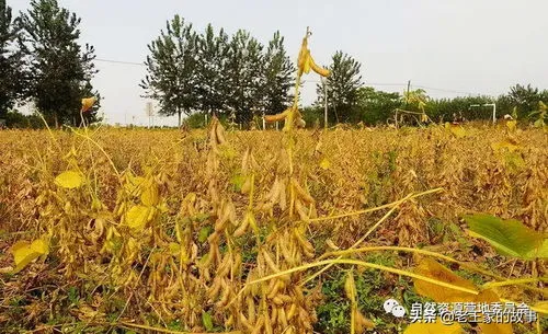 林下适合种植什么植物