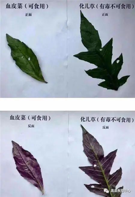 一家六口扫墓后误采毒草食用中毒（当事人表示将化儿草当血皮菜）