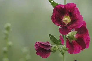 蜀葵种植方法和时间