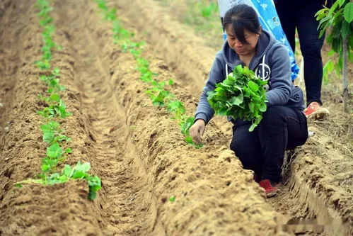 石生花种子怎么种植方法