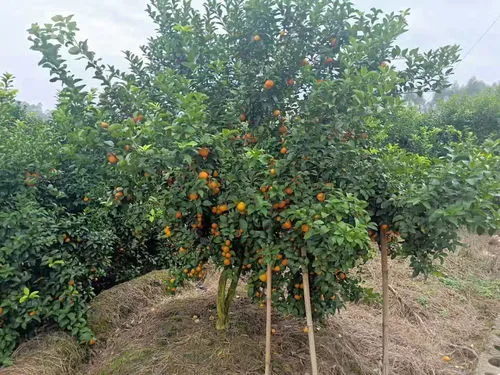 露天西红柿种植与管理