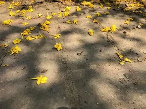 白禅花与栀子花的区别