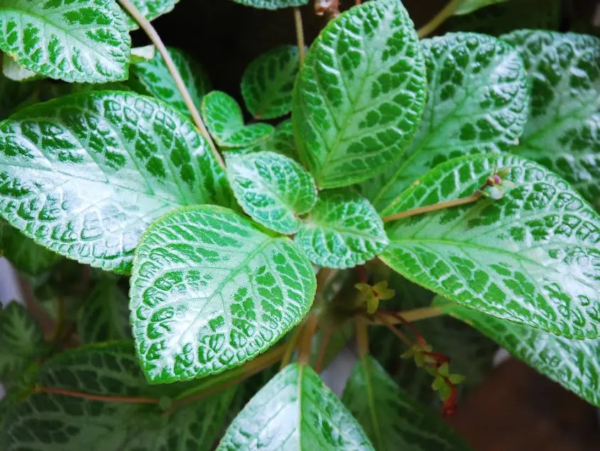 花叶子边缘似火烧焦干枯原因(花叶边缘枯萎：火烧还是其他因素？)