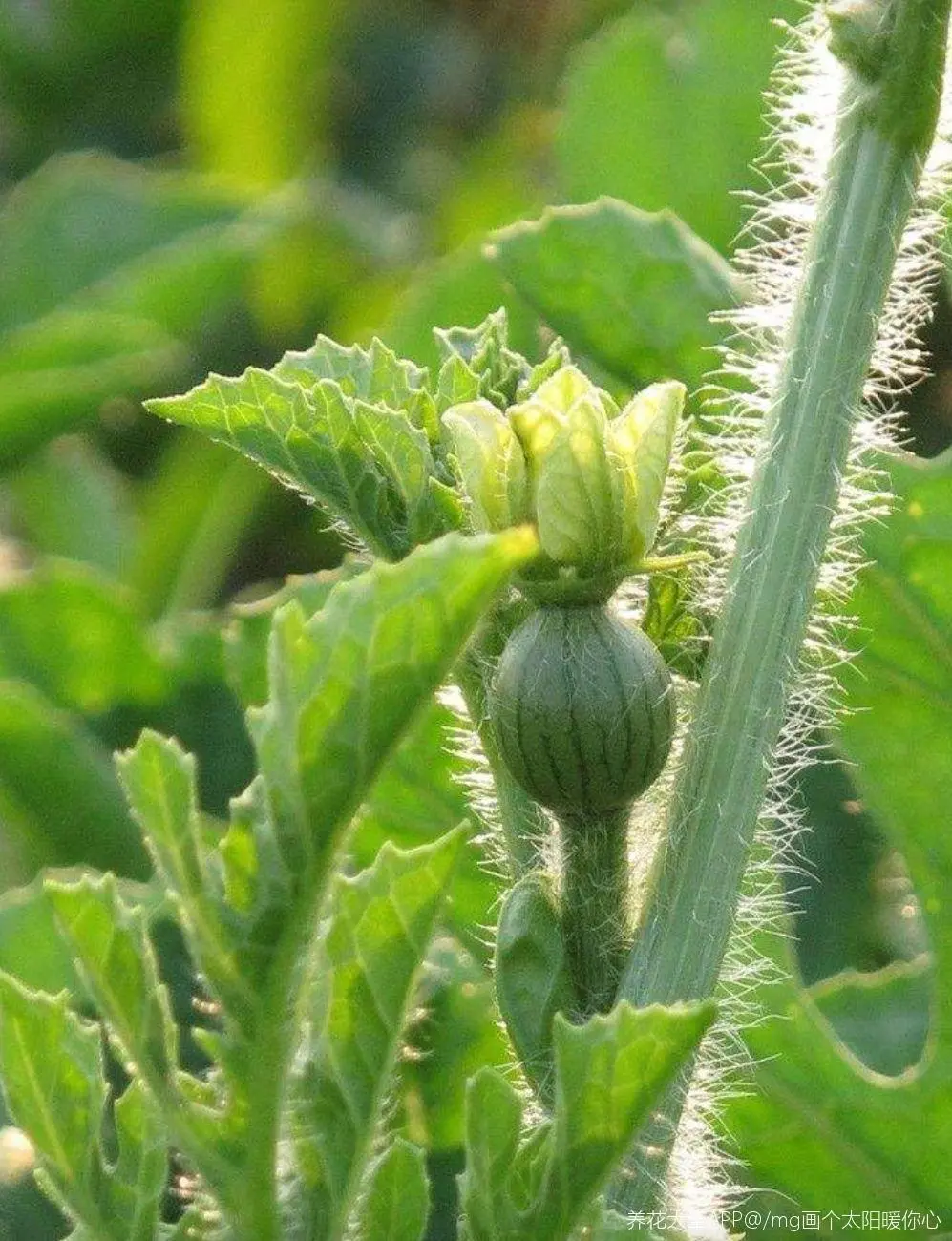 种西瓜怎么种（西瓜的种植方法详细教程）