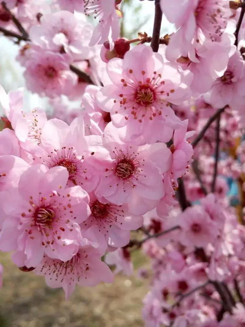 桃花杏花梨花的开花顺序