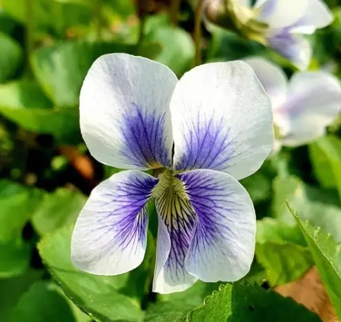 早开堇菜和紫花地丁的区别(早开堇菜和紫花地丁的异同)