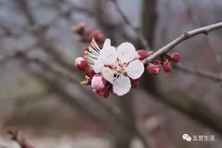 桃花和杏花哪个先开