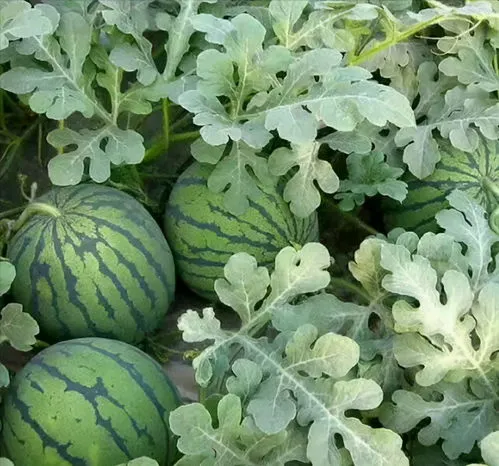 春季西瓜种植时间及种植方法