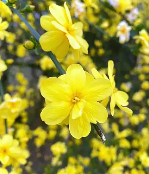 迎春花有几个花瓣（详细解答）