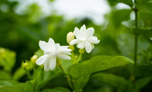 风车茉莉花期多长时间开花