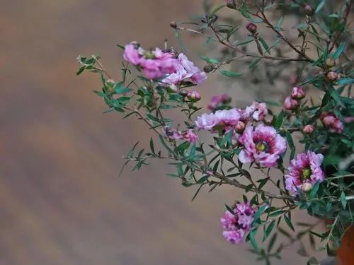 松红梅一年开几次花