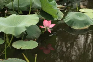 荷花是几月份的代表花