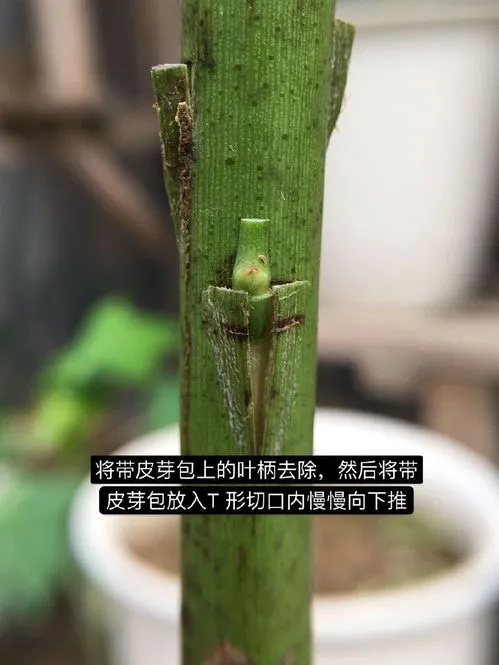 月季的嫁接方法和嫁接季节