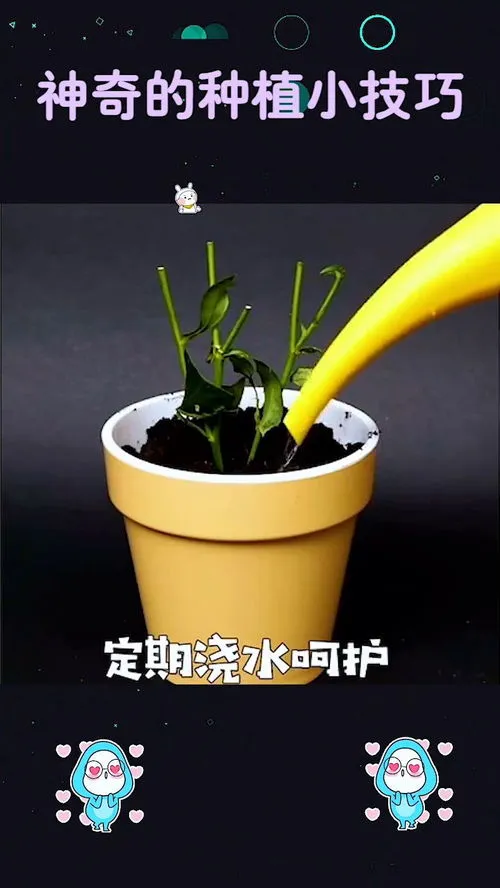 种植的方法