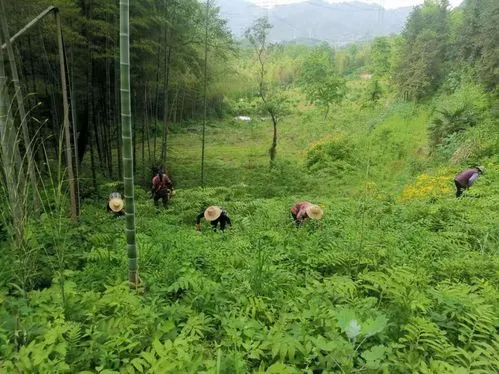 林下种植什么好