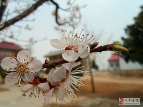 三月杏花四月桃花五月梨花