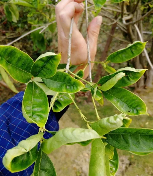 大型桂花树修剪方法图解