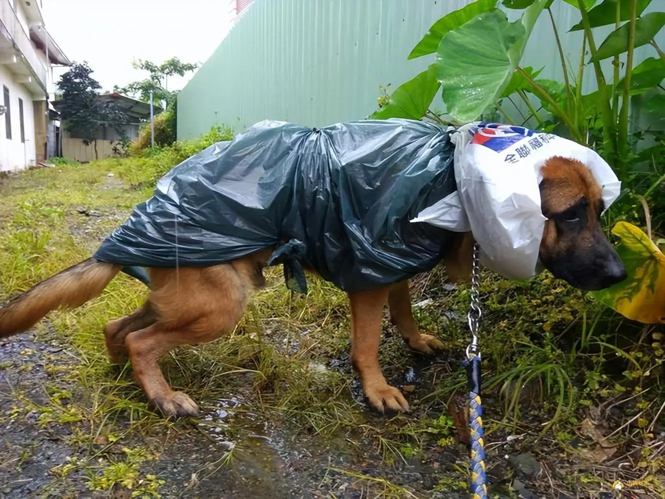 泼水节连狗路过都得淋两桶水再走（详细内容）