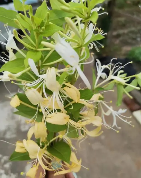 金银花怎么种植和管理,株距多少合适(金银花种植与管理，推荐适宜株距)