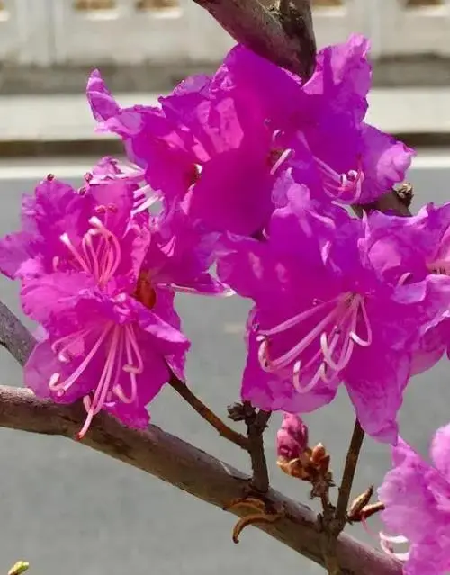 金达莱花的寓意是什么(金达莱花：繁荣富贵之象)