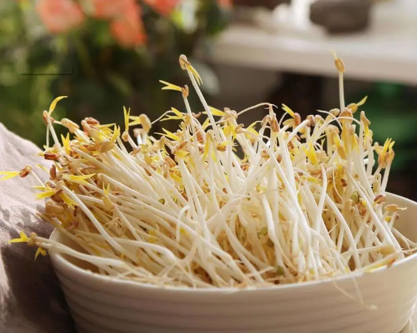 豆芽怎么种植(豆芽种植指南)