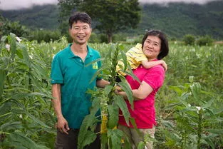 种芝麻什么时间种最好