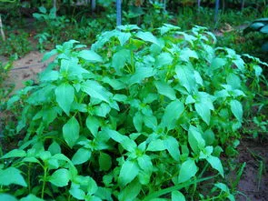 荆芥刚发芽是什么样子的