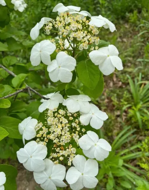 琼花花语(“花开以琼，语藏芳华”-以琼花花语启示的生命哲学)