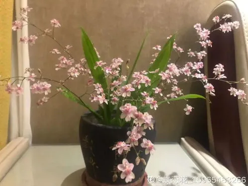 梦香兰一年开几次花