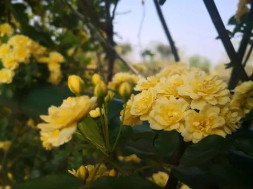 2月份种的黄木香能开花吗