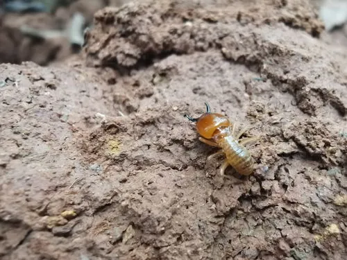 土壤杀蚂蚁用什么药最好