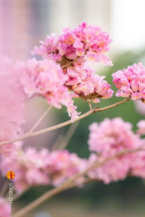 黄花风铃木的花语和寓意