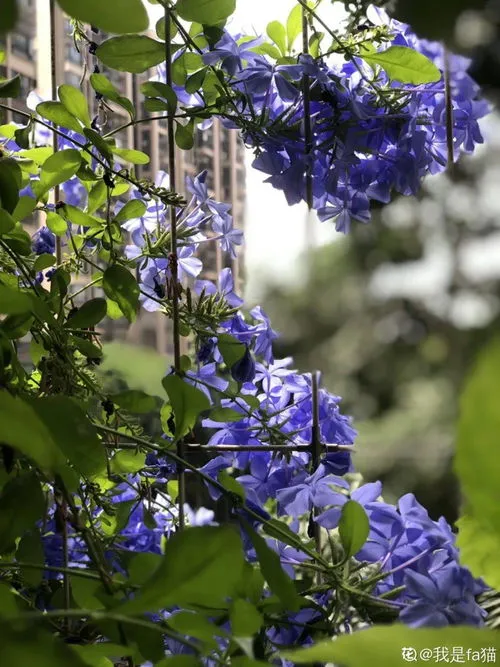 冬季里最耐寒的15种花卉