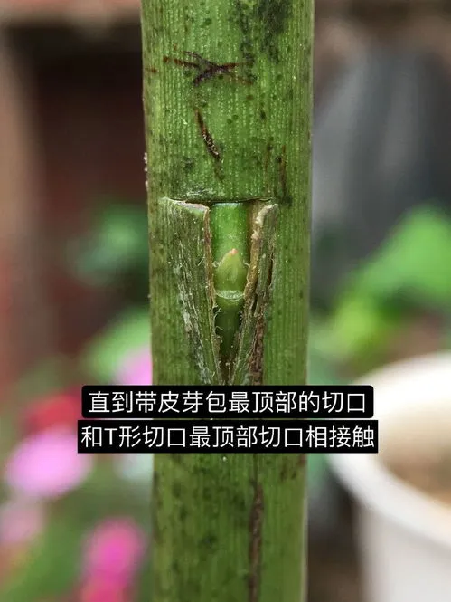 月季花嫁接时间和方法视频