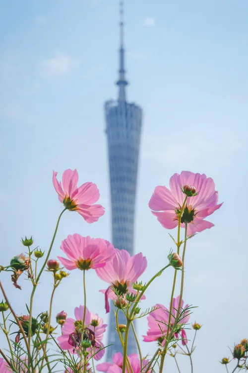 波斯菊象征着什么怎么写