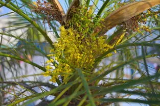 家有1棵桂花树不吉利吗