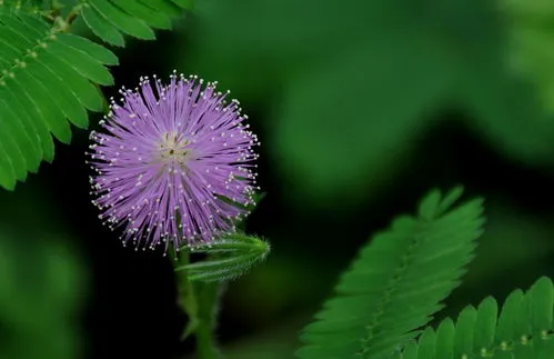 含羞草种子怎么种植方法