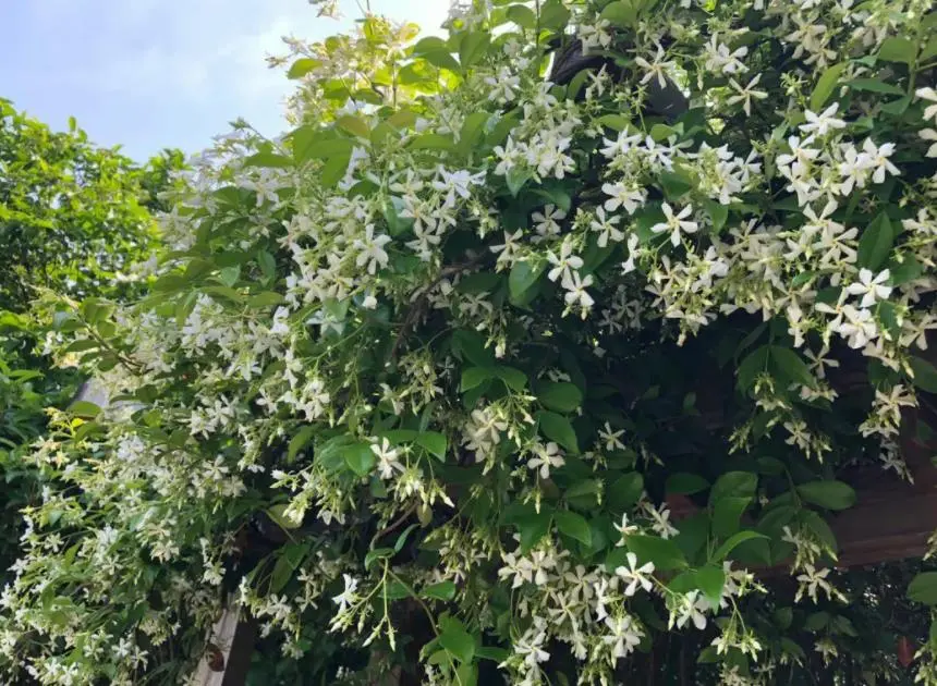 风车茉莉喜阴还是喜阳（详细解答）