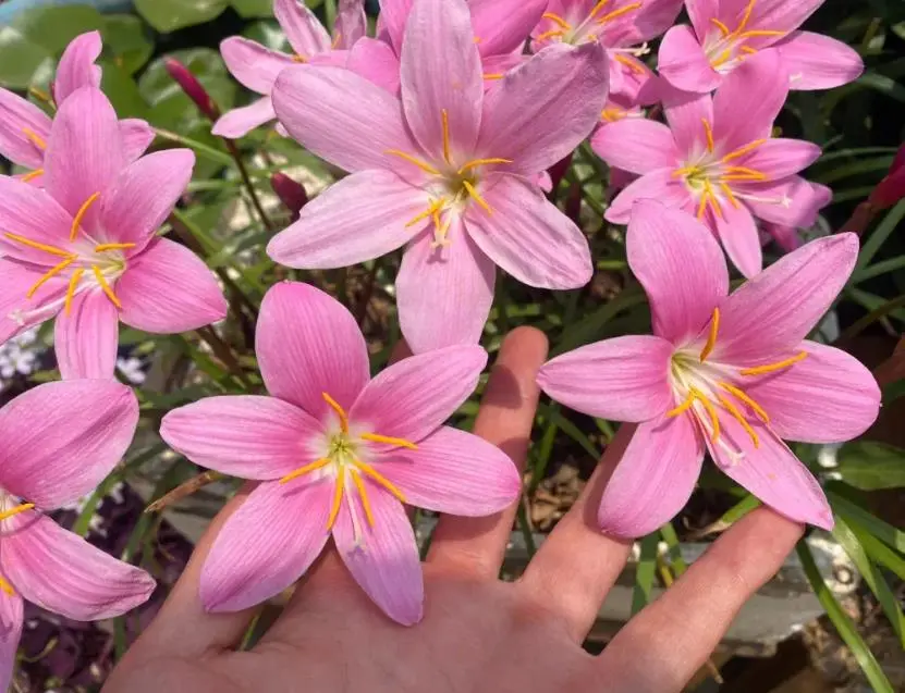 风雨兰花语(风雨兰花情，深深藏心底)