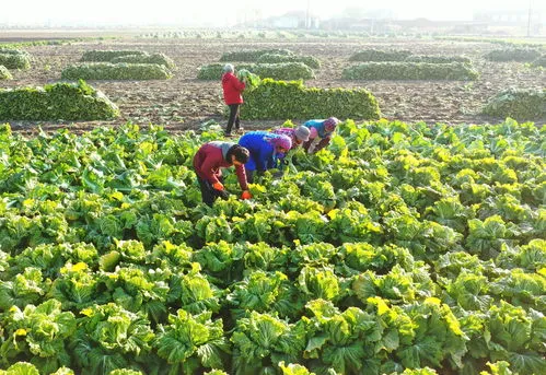 甜玉米种植技术最佳时间