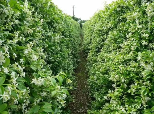 风车茉莉花期多长时间喜阴喜阳