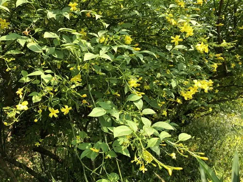 桐树花治脚气最有效的方法